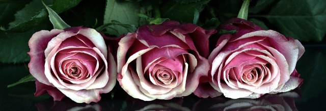 roses-1706448_1280